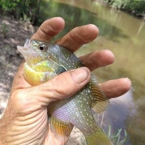 Meet your Posher, Johnny